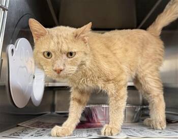 Domestic Medium Hair Cats Available for Adoption in Aurora, Illinois - MARS | PetCurious