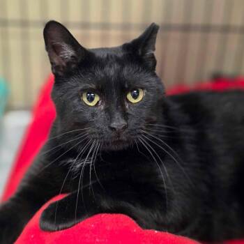 Blackjack -  Domestic Short Hair Cat for Adoption in Newburgh, New York - Blackjack | PetCurious