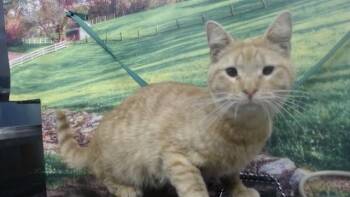 Domestic Short Hair Cats Available for Adoption in Moreno Valley, California - A550309 | PetCurious