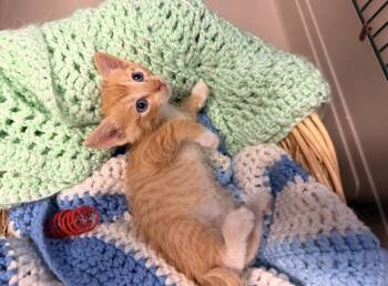 Pumpkin -  Domestic Short Hair and Tabby Cat for Adoption in Batesville, Arkansas - Pumpkin | PetCurious