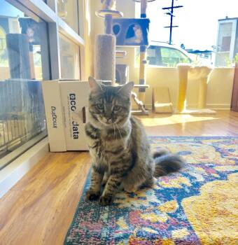 Pickles (Fka Ashley) -  Maine Coon Cat for Adoption in San Diego, California - Pickles (Fka Ashley) | PetCurious