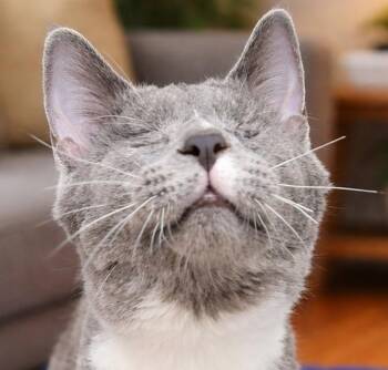 Domestic Short Hair Cats Available for Adoption - Boggle **Blind** | PetCurious