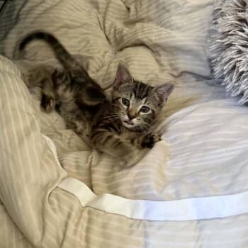 Cookie -  Domestic Short Hair Cat for Adoption in Mansfield, Texas - Cookie | PetCurious
