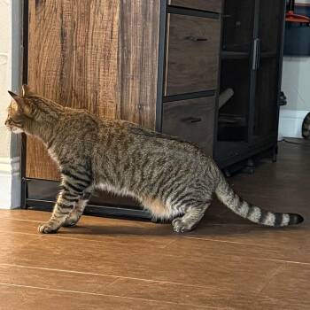 Chestnut C007092 now Taylor -  Domestic Short Hair Cat for Adoption in Prosper, Texas - Chestnut C007092 Now Taylor | PetCurious