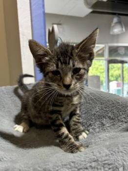 Mark Antony -  Domestic Medium Hair and Domestic Short Hair Cat for Adoption in New Orleans, Louisiana - Mark Antony | PetCurious