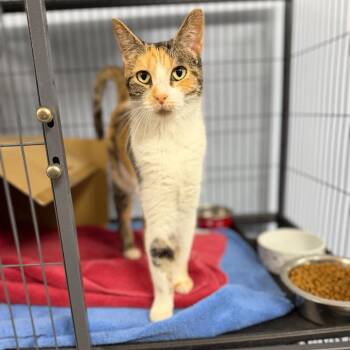Claire -  Domestic Short Hair Cat for Adoption in Portage, Michigan - Claire | PetCurious