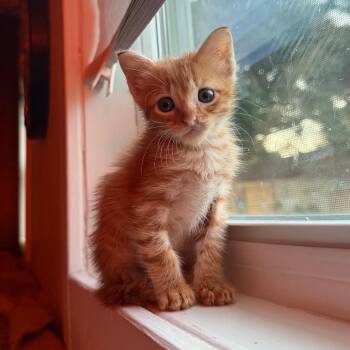 Nacho -  Domestic Short Hair Cat for Adoption in Carencro, Louisiana - Nacho | PetCurious