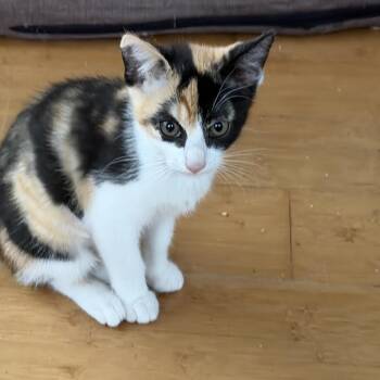 Domestic Short Hair Cats Available for Adoption in Houston, Texas - Dazzlecap | PetCurious