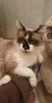 Snowshoe Cats Available for Adoption - Aimee | PetCurious