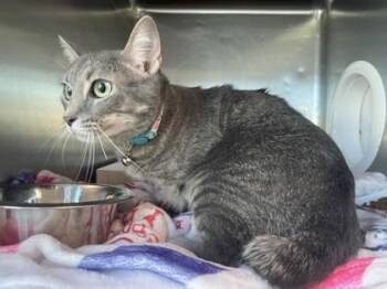 Olivia -  Domestic Short Hair Cat for Adoption in El Paso, Texas - Olivia | PetCurious