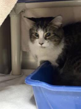 Cleopatra -  Domestic Medium Hair and Domestic Short Hair Cat for Adoption in Montreal, Quebec - Cleopatra | PetCurious