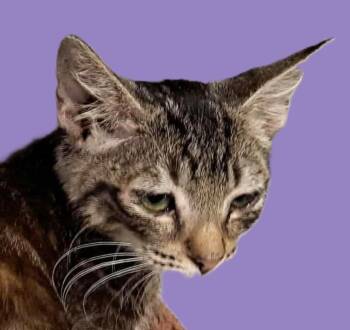 Rescue Tabby Cats for Adoption in Savannah, Georgia - Marlowe | PetCurious