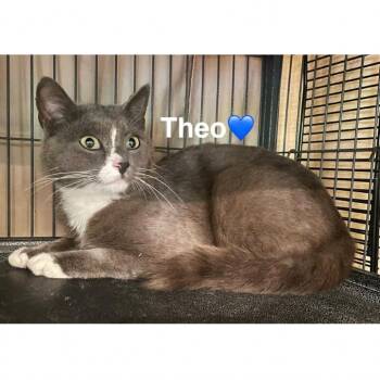 Domestic Short Hair Cats Available for Adoption in Peachtree City, Georgia - Theo | PetCurious