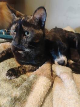 Tortoiseshell Cats Available for Adoption - Mulan Waldo Litter | PetCurious