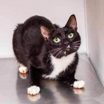 Loki -  Domestic Short Hair Cat for Adoption in Hattiesburg, Mississippi - Loki | PetCurious