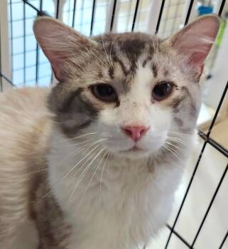 Siamese Cats Available for Adoption in Elizabethton, Tennessee - TITAN | PetCurious