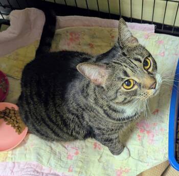 Domestic Short Hair Cats Available for Adoption - Matsi (TAS # | PetCurious