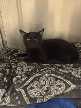 Heimdall -  Domestic Short Hair Cat for Adoption in Wyoming, Michigan - Heimdall | PetCurious