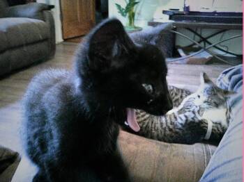 Rescue Domestic Short Hair Cats for Adoption in Greenwood, Indiana - Mars | PetCurious