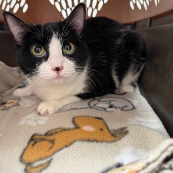 Fannie -  Domestic Medium Hair Cat for Adoption in Asher, Oklahoma - Fannie | PetCurious