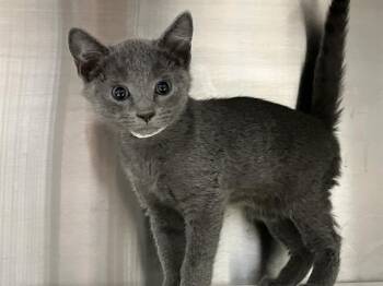 Domestic Short Hair Cats Available for Adoption in Tustin, California - FLAIR | PetCurious