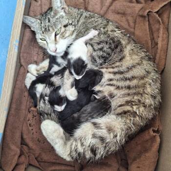 Didi -  Domestic Short Hair Cat Available for Adoption in Brea, California - Didi | PetCurious