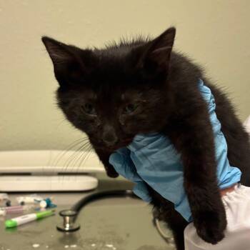 CatAloupe -  Domestic Short Hair Cat for Adoption in Jasper, Indiana - CatAloupe | PetCurious
