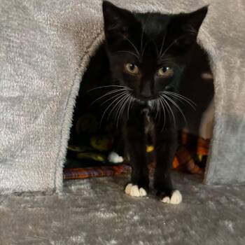 Hattie -  Domestic Medium Hair Cat for Adoption in Mount Sterling, Illinois - Hattie | PetCurious