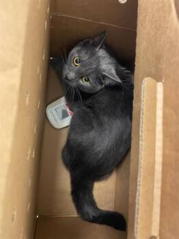 Rescue Domestic Short Hair Cats for Adoption in San Francisco, California - SMOKEY | PetCurious