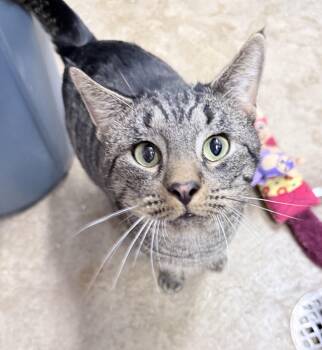 Rescue American Shorthair Cats for Adoption in Philadelphia, Pennsylvania - Zeno | PetCurious