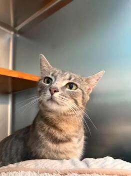 Iris -  American Shorthair Cat Available for Adoption in Wilmington, North Carolina - Iris | PetCurious