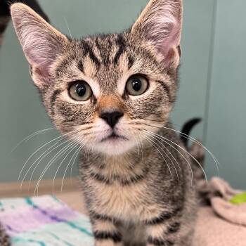 Tostito -  Domestic Short Hair Cat for Adoption in Pontiac, Michigan - Tostito | PetCurious