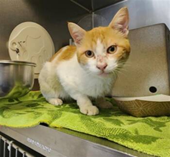 Domestic Short Hair Cats Available for Adoption in Camarillo, California - TUMERIC | PetCurious