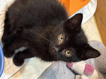 Rescue Domestic Short Hair Cats for Adoption in East Hanover, New Jersey - Merlin | PetCurious