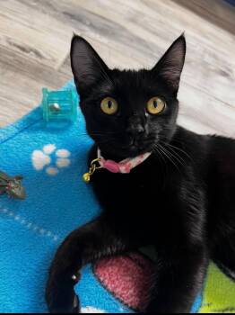 Domestic Short Hair Cats Available for Adoption in Chandler, Arizona - Polly Pocket | PetCurious