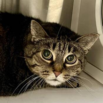 HOPE -  Domestic Short Hair Cat Available for Adoption in St. Louis, Missouri - HOPE | PetCurious