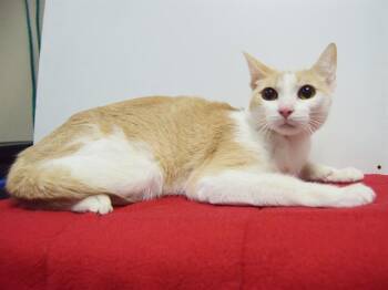 Rescue Domestic Short Hair Cats for Adoption in Sacramento, California - WINTER | PetCurious