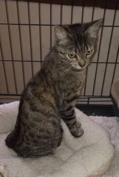 Rescue Domestic Short Hair Cats for Adoption in Santa Rosa, California - Delilah | PetCurious