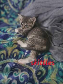 Skittles -  Domestic Short Hair Cat for Adoption in Chalfont, Pennsylvania - Skittles | PetCurious