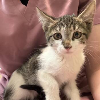 Saturn -  Domestic Short Hair Cat for Adoption in Council Bluffs, Iowa - Saturn | PetCurious