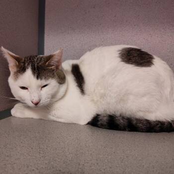 Chirpy -  Domestic Short Hair Cat for Adoption in Cedar Rapids, Iowa - Chirpy | PetCurious
