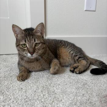Domestic Short Hair Cats Available for Adoption - Princess | PetCurious