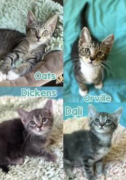 4 kittens to choose from (SUPER social) -  Domestic Short Hair Cat for Adoption in Port Orange, Florida - 4 Kittens To Choose From (SUPER Social) | PetCurious