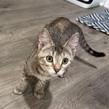 Etch-A-Sketch -  Domestic Short Hair Cat for Adoption in Port Neches, Texas - Etch-A-Sketch | PetCurious