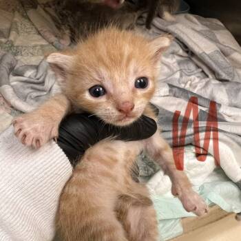 Oak Tree -  Domestic Short Hair Cat for Adoption in Winston-salem, North Carolina - Oak Tree | PetCurious