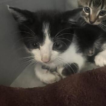Domestic Short Hair Cats Available for Adoption in Montgomery, Alabama - JR | PetCurious
