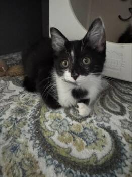 WORMWOOD -  Domestic Short Hair Cat for Adoption in Leesburg, Virginia - WORMWOOD | PetCurious