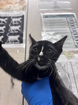 SALEM -  Domestic Short Hair Cat for Adoption in Las Vegas, Nevada - SALEM | PetCurious