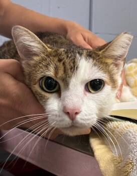 Bonanza -  Domestic Short Hair Cat for Adoption in Cincinnati, Ohio - Bonanza | PetCurious