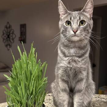 Rescue Domestic Short Hair Cats for Adoption in Mokena, Illinois - Prince Eric | PetCurious
